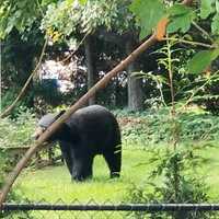 New Bear Sightings Reported In Northern Westchester