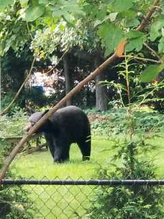 New Bear Sightings Reported In Westchester