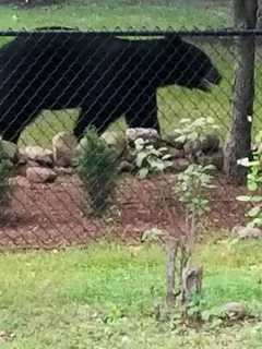 Photos: Black Bear Makes Backyard Visit In Rockland