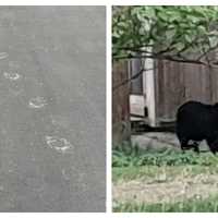 Black Bear Captured In Montgomery County: Police