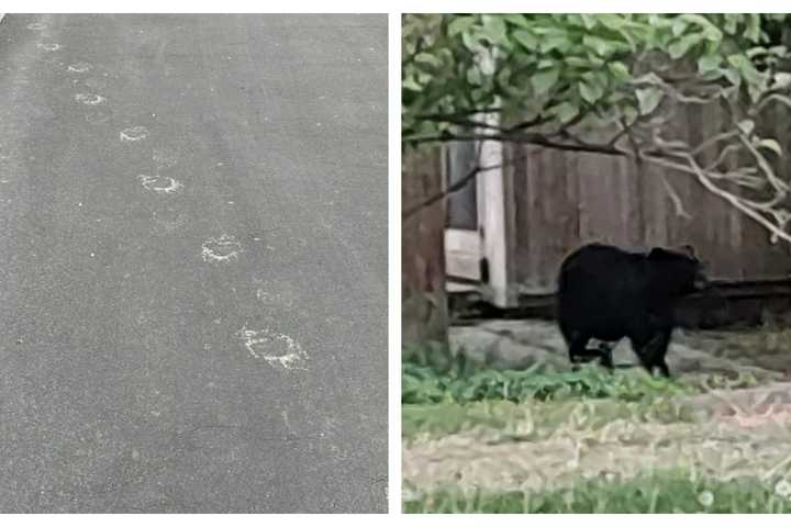 Black Bear Captured In Montgomery County: Police