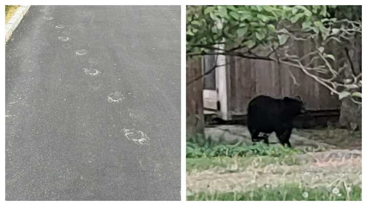 Bear tracks in Upper Moreland; the bear in Hatboro.