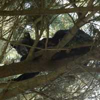 Black Bear Removed From Tree In Capital District Park