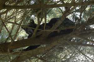 Black Bear Removed From Tree In Capital District Park