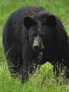 Black Bear Passing Through Keeps Ramsey Schoolchildren Inside