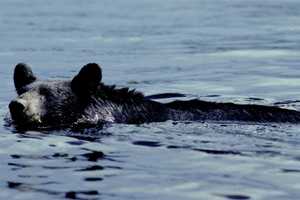 Bruin Spotted In Peekskill Proceeds To Swim Toward Bear Mountain