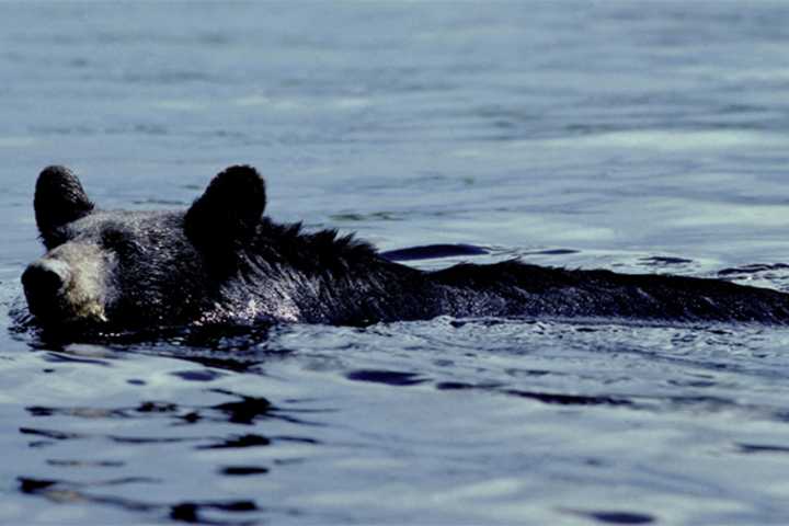 Bruin Spotted In Peekskill Proceeds To Swim Toward Bear Mountain