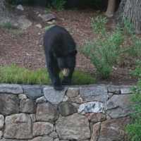 Black Bear Sighted Near Church In Town Of Poughkeepsie