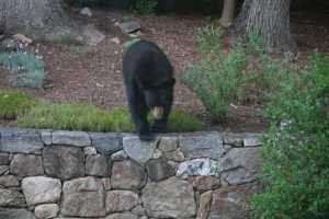Bear Sighting Near Poughkeepsie Church Tops Week's News In Dutchess