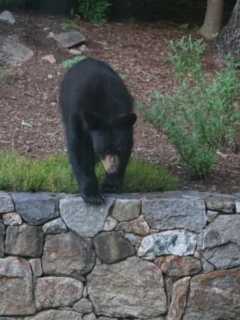 Black Bear Sighted Near Church In Town Of Poughkeepsie