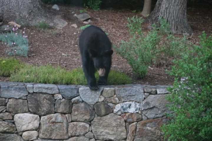 Bear Sighting Near Poughkeepsie Church Tops Week's News In Dutchess