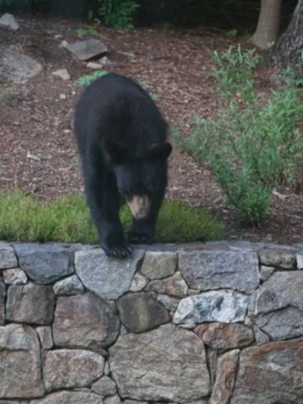 Black Bear Sighted Near Church In Town Of Poughkeepsie
