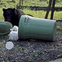 <p>Black bear sightings are on the rise at homes in Ramapo.</p>