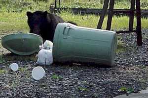 Rise In Ramapo Bear Sightings Sparks Concerns