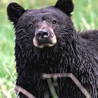 First Day Of Black Bear Hunting Season Nets 216 Bears