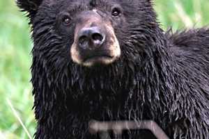 Black Bear Spotted In Northern Westchester