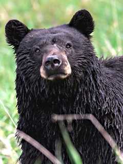 Bear Warning Issued For Ramapo Mountains 