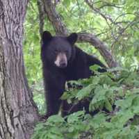 <p>A black bear.</p>
