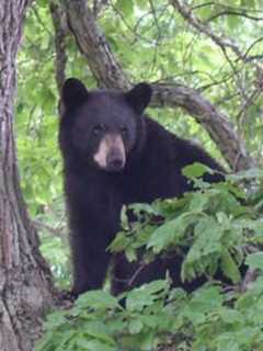 Wilton Man Accused Of Killing Black Bears Gets Probation