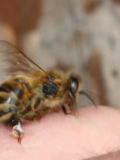 Doctors On Bikes Rescue Bee Sting Victim At Ardsley Park
