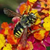 Greenburgh Considering Legislation To Allow Beekeeping