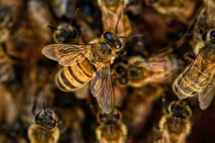 Paterson Student Injured Running From Bees Awarded $85K Settlement