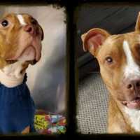 'Beacon Of Hope': Starving Dog Wandering Streets Of Paterson Finds Forever Home