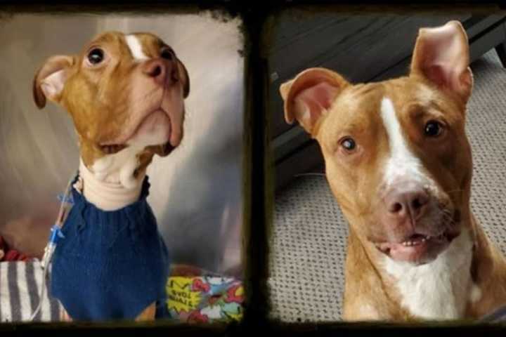 'Beacon Of Hope': Starving Dog Wandering Streets Of Paterson Finds Forever Home
