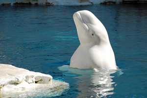 CT Aquarium Says Another Beluga Whale 'Extremely Ill' Weeks After Another Whale's Death