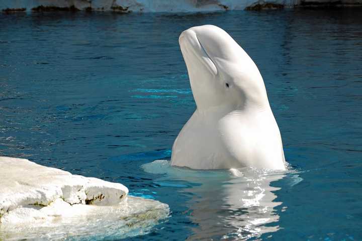 Mystic Aquarium Says Another Beluga Whale 'Extremely Ill'