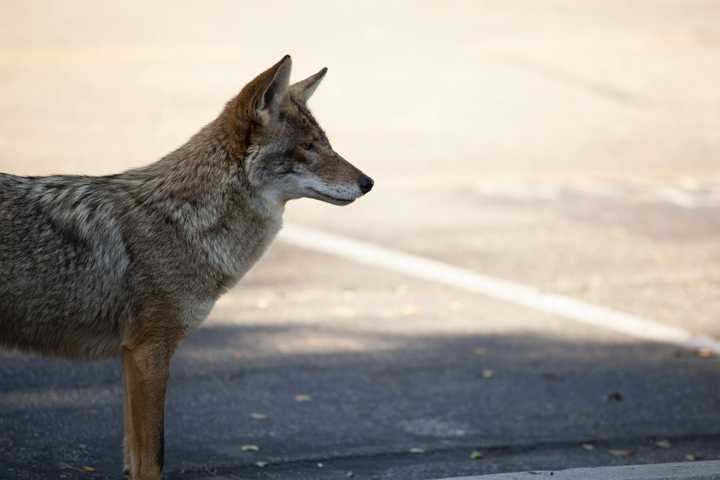 'Decently Sized' Coyote Spotted Near Dog Park, Playground In North End (VIDEO)