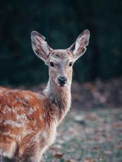 New Yorkers Encouraged To Report Sick Or Dead Deer To DEC