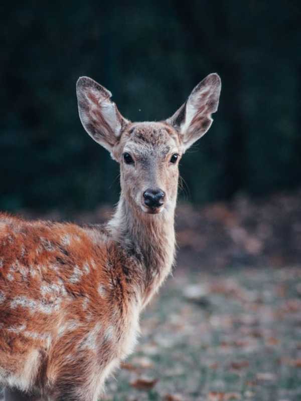 Discovery Of Zombie Deer Near NY Border Sparks Concern