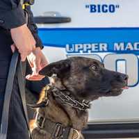 Beloved Lehigh Police K9 Dies In Retirement
