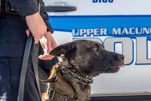 Beloved Lehigh Police K9 Dies In Retirement