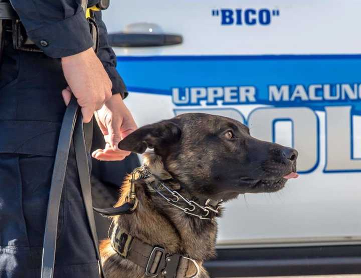 Bico, a police dog in Upper Macungie Township, died in retirement this week, authorities announced.