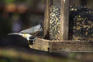 Suspect Emerges After Bird Feeder Stolen From Armonk Home Twice In A Week