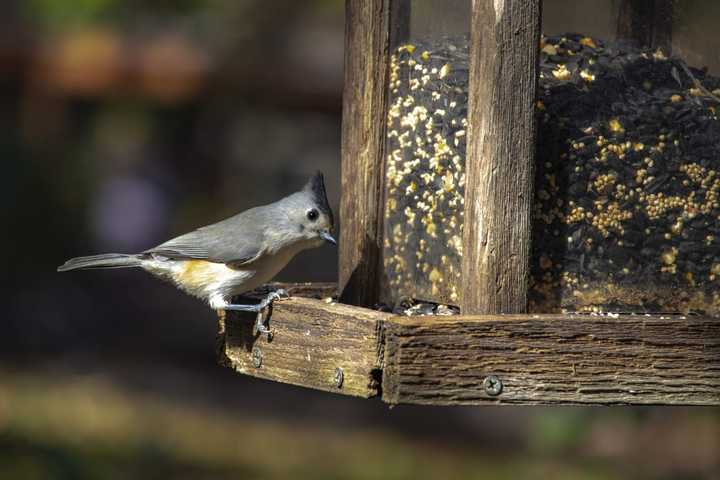 Suspect Emerges After Bird Feeder Stolen From Home In Region Twice In A Week