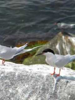 Bird Walk Kicks Off Fall Fun At Greenwich's Bruce Museum
