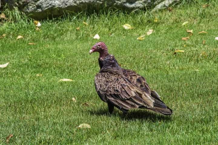 Morris County Homeowner Killed Several Vultures With Air Rifle: Police