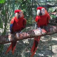 <p>Ramapo College students volunteered at an animal sanctuary in Costa Rica over winter break.</p>