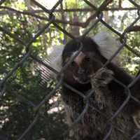 <p>Ramapo College students volunteered at an animal sanctuary in Costa Rica.</p>