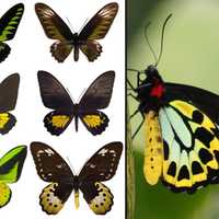 Butterfly Smuggler Shipped $200K Of Wildlife In And Out Of Long Island: Authorities