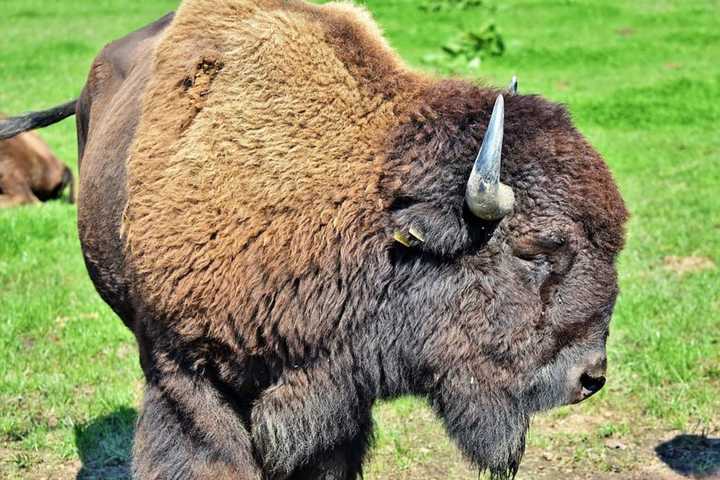 'Bastards' Who Shot Pregnant Buffalo Wanted By PA Farmers Offering $3K (EXCLUSIVE)