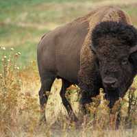 ANIMAL CRUELTY: Missing Buffalo Found Shot Dead, Reward Offered: Pennsylvania State Police