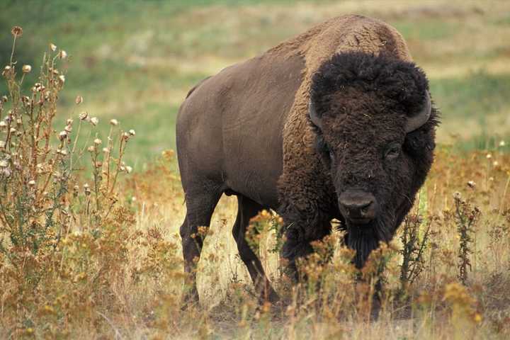 ANIMAL CRUELTY: Missing Buffalo Found Shot Dead, Reward Offered: Pennsylvania State Police