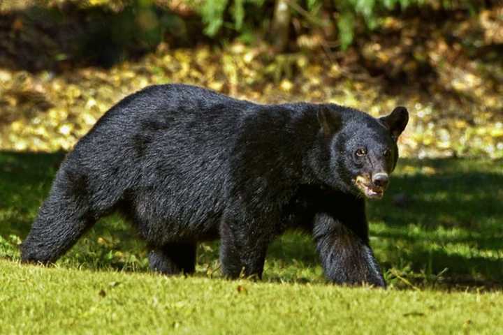 A black bear.