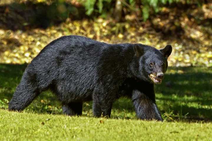 Bear Sighted In Middletown (DEVELOPING)