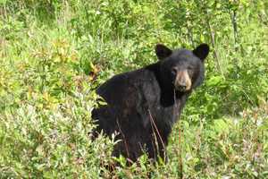 Police Warn Of Black Bear Spotted At Cemetery In Region