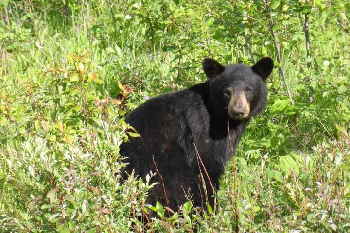 Police Warn Of Black Bear Spotted At Cemetery In Region